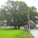 마을 보호수 이미지