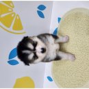 바른 애견 이미지