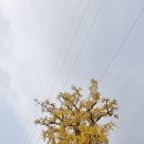 대한불교조계종봉선사전통다원파드마 | [경기] 2021, 은행나무 Tour … 2. 양평 용문사 은행나무
