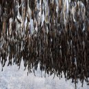 황태덕장 이미지