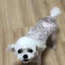 미쓰박 펫 살롱 이미지