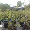 블루베리 판매 가을에식재 택배가능 이미지