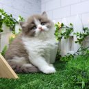 고양이전문점 허니캣 이미지