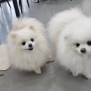 팻 빌리지 이미지