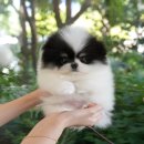 광주강아지분양 고양이분양 미유펫 본점 이미지