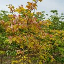 단풍나무 농장 이미지