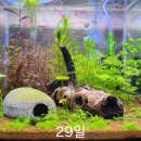 블랙워터16 | [24.06.20] 물생활 1 - 30일차