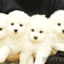 코리아애견샵 이미지