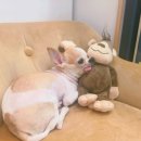 봄사랑동물병원 이미지
