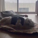 아련이네편션형민박 | 시드니(본다이비치, 베티스버거, 달링하버불꽃놀이, 파스타샵, 룩스마켓, 보타닉가든)
