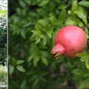 돌담산장민박 이미지