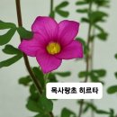 사랑초 나이트메달 라일락 리본 이미지