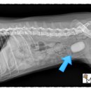 미드미동물병원 이미지