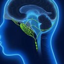 비인두 림프관(Nasopharyngeal Lymphatics)과 알츠하이머 치매, 파킨슨병 ​ 이미지