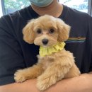 돋보이 개 네이버블로그