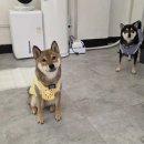 pet36너4779 | 서울 강동 강아지 사진관 모먼트 펫 스튜디오 개족사진 촬영 후기