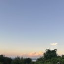 8월의 강아지 이미지