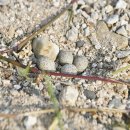 낙동강제방(1) 이미지