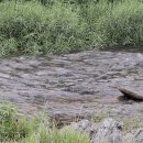 여름휴가철에 꼭!가볼만한곳 가족여행으로 추천" 연천고랑포 호로고루 해바라기축제"-파주 적성 양산박 한우마을 이미지
