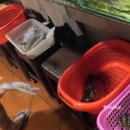 과일아저씨컷팅 | 푸켓 빠통 반잔시장 흥정 후기 | 과일·해산물 가격부터 랍스터 요리까지