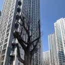 신곡주공4단지아파트401-409동사이 | [슬기로운 올파포 생활] 4. 산책하기 좋은 4단지 - 정원지도