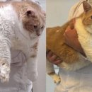 뚱보 고양이 이미지
