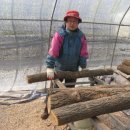 김영표버섯명가영농조합법인 이미지