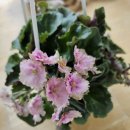 바이올렛 이미지