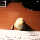 아롱다롱 이미지