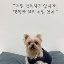 비마인 독 이미지