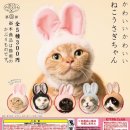 고양이 모자 이미지