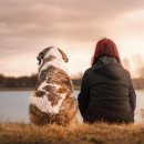 우리 강아지 이미지