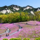 "지금 아니면 늦습니다!"... 4월 전국 철쭉 축제 일정 총정리 이미지