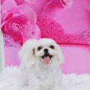 멍이의 품격 이미지