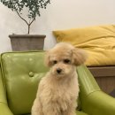 덕이 미장원 이미지