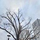 방학동 은행나무 이미지