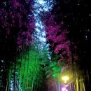 섬진강대숲길 이미지