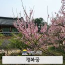 경복궁 벚꽃 복사꽃 봄꽃 산책 후기
