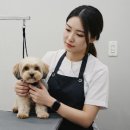 김용태산업동물병원 | 반려동물 미용 자격증, 꼭 필요한 이유는? 🐶✂️
