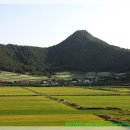 정남진 장흥 선학동 메밀꽃 축제 이미지