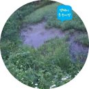 달무리농장 | ASMR 실개천 물소리