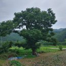 세포마을 이미지