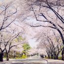 달성군민운동장(서편) 이미지