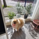 비주얼펫살롱 이미지