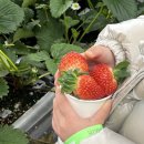 준수농장 | [용인] 평택,용인,동탄 아이와 실내 가볼만한곳! “헤븐온어스” 딸기체험 후기!