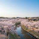 신평동1080 | 2026 경주 벚꽃 개화시기｜보문단지·황리단길 벚꽃 명소 총정리