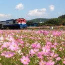 고향역 Daum카페