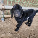 다산흑염소농장 이미지