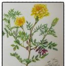 예쁜 꽃그리기(보테니컬아트) 이미지