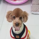 플러스 애견미용실 이미지